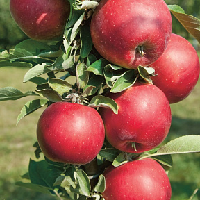 Яблоня Червонец