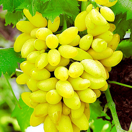 Фото Виноград Элегант