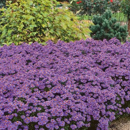 Фото Амариллис Прелюд