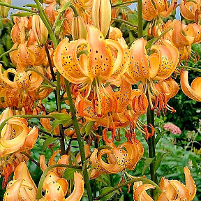 Лилия кудреватая (мартагон) Пеппард Голд