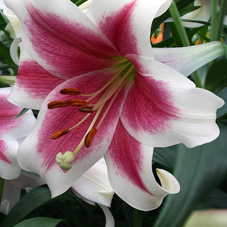 Фото Лилия ЛО-гибрид Триумфатор