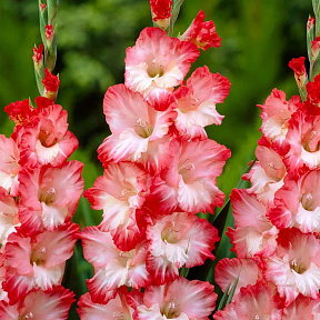 Гладиолус Пинк леди