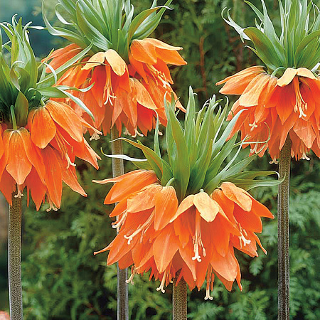 Фото Рябчик Аврора