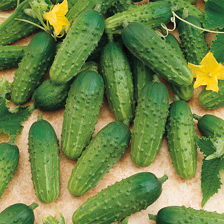 Фото Огурец Шатёр F1