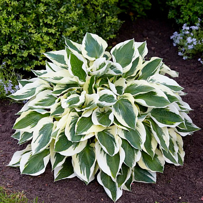 Хоста Минитмен