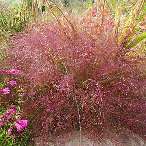 Эрагростис Видная