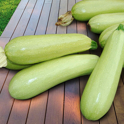 Кабачок Ардендо 174 F1 5шт