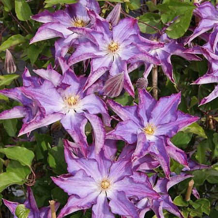 Фото Клематис Палетт