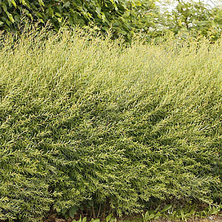 Фото Ива пурпурная Нана