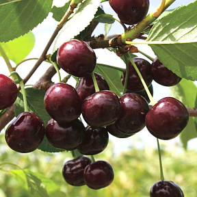 Вишня Шоколадница