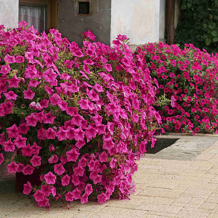 Фото Петуния-сурфиния Фиолетовый бриллиант