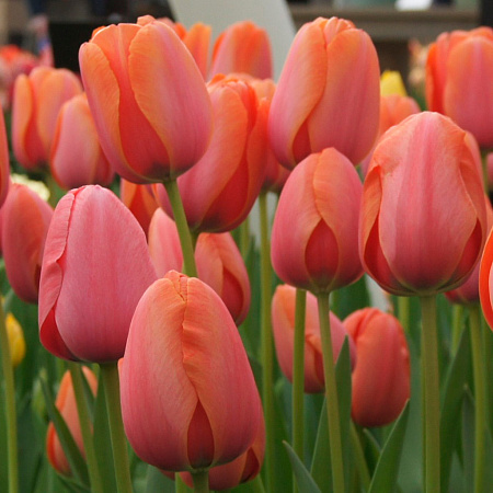 Фото Тюльпан Дарвинов гибрид Эприкот Импрешн