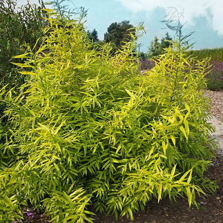 Фото Ива сахалинская Голден Саншайн