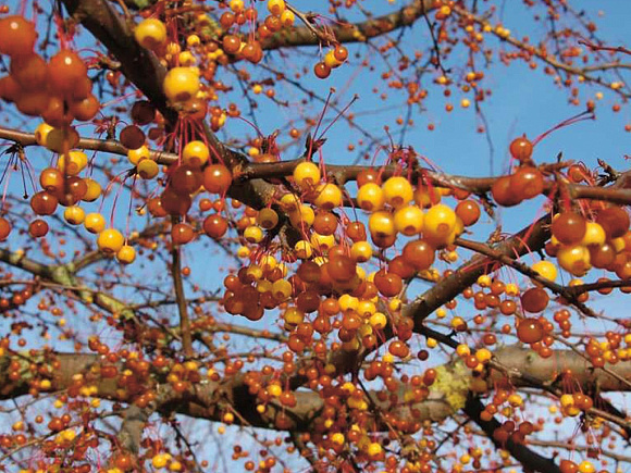 Как правильно хранить собранные плоды яблони Кокцинелла