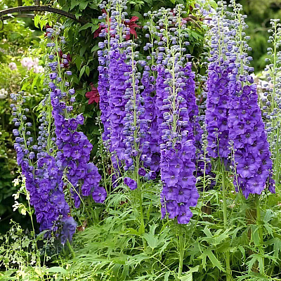 Дельфиниум Майти Атом