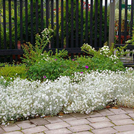 Фото Ясколка войлочная