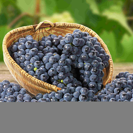 Фото Виноград Муромец