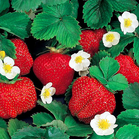 Фото Саженцы земляники садовой Кармен