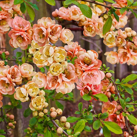 Фото Айва великолепная Гейша