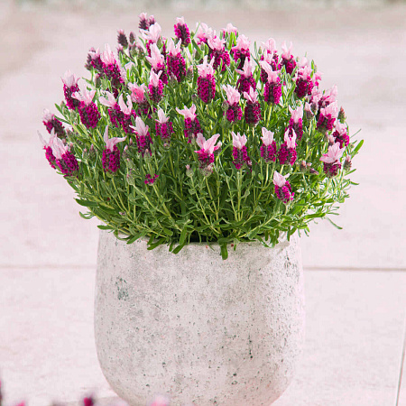 Фото Лаванда Бандера Пинк