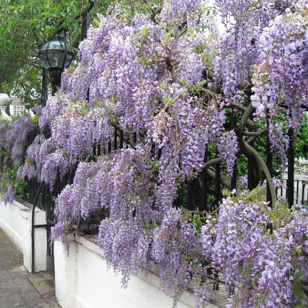 Фото Глициния китайская Пролифик