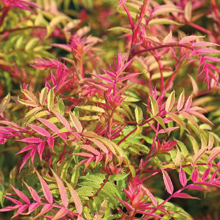 Фото Рябинник рябинолистный Пинк хопи