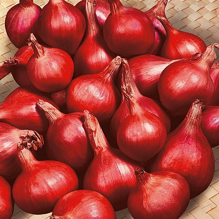 Фото Лук семейный (шалот) Ферапонт