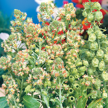 Фото Резеда душистая Кремово-белая