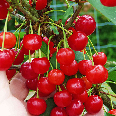 Вишня кустовая Гномик