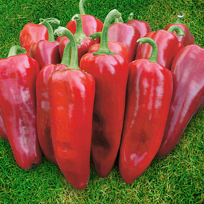 Перец сладкий Самандер F1