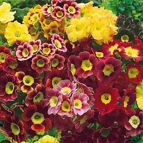 Примула ушковая Цветной ковёр
