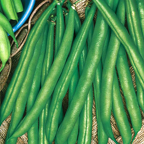 Фасоль Месси