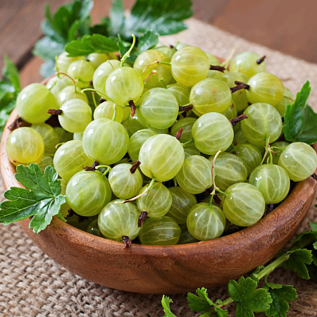 Фото Крыжовник Белый Смит