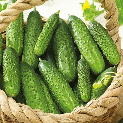 Огурец Муссон 5шт