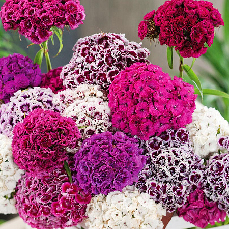 Фото Гвоздика турецкая Пиноккио набор