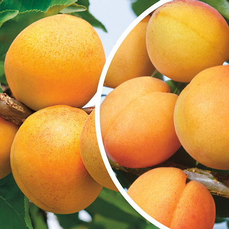 Фото Комплект полукарликовых абрикосов №1: Кичигинский, Погремок