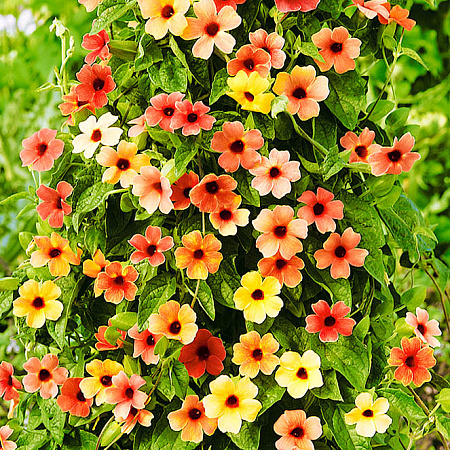 Фото Тунбергия крылатая Африканский закат