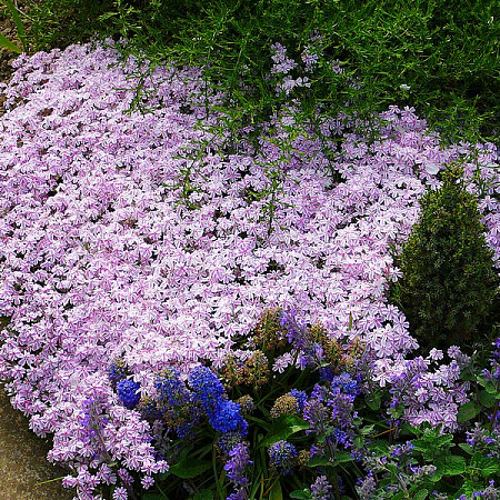 Фото Флокс шиловидный Конфетка