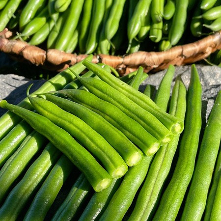 Фото Фасоль Универсальная F1