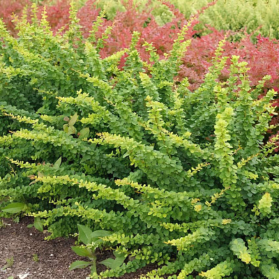 Барбарис тунберга Грин орнамент