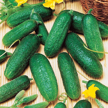 Фото Огурец Вигора F1