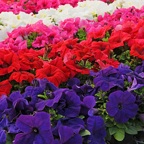 Петуния крупноцветковая Эз Райдер Цветной набор