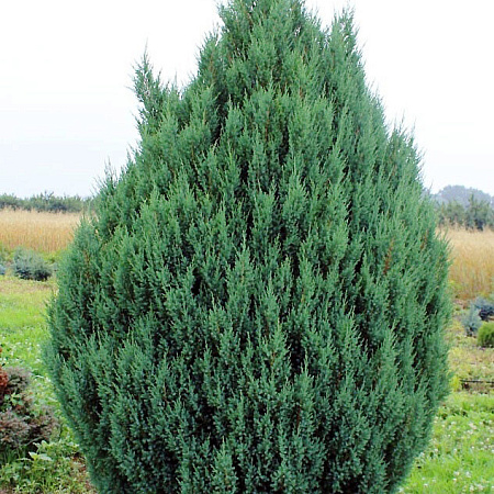 Фото Можжевельник китайский Стрикта