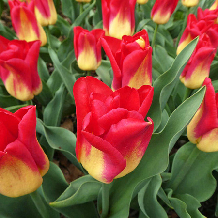 Фото Тюльпан триумф Матч