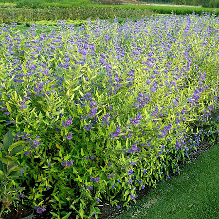 Фото Кариоптерис кладонский Вустер голд