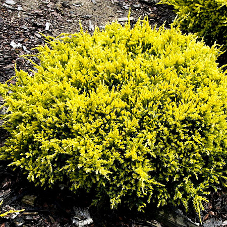 Фото Можжевельник чешуйчатый Дрим Джой