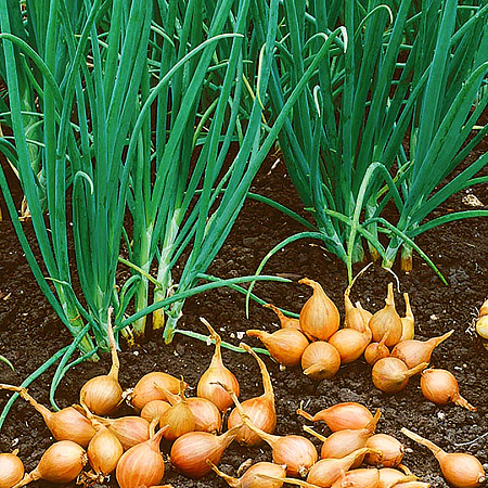 Фото Лук семейный (шалот) Серёжка