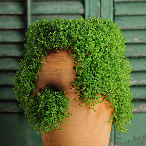 Мята стелющаяся Мини Минт