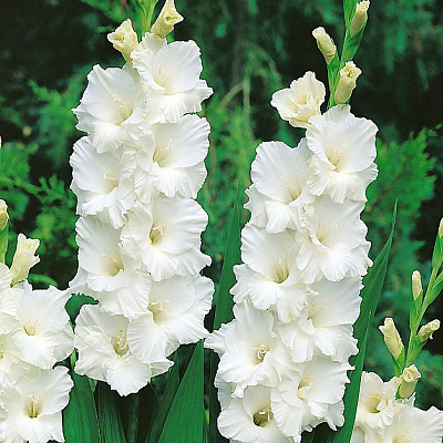 Гладиолус Бангладеш