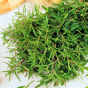 Чабер однолетний